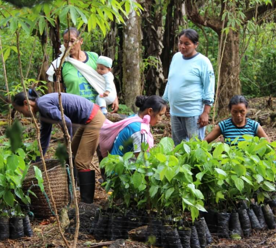 Planter Des Arbres Pour Sauver La Planète Je propose à tous de planter des arbres pour sauver la planète - Shamengo
